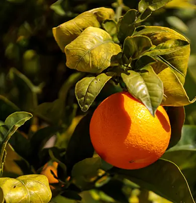 Fragranza "arancio e uva rossa" di dr. Vranjes - immagine 7